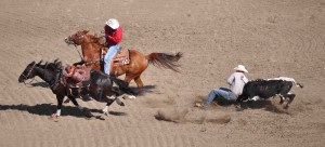 Steer wrestling on the final day of the Calgary Stampede rodeo. Photo by Kelsey Hipkin