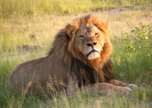 Cecil the lion was killed on July 1, 2015. Photo by daughter#3/Wikimedia