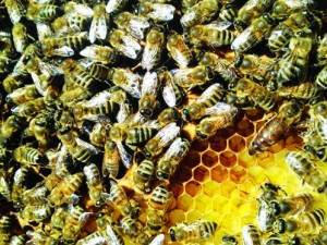 A queen bee, workers and beeswax comb | Photo courtesy of Will Pratt